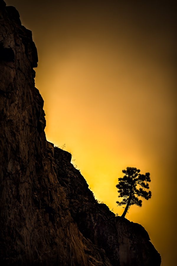 A tree living on the edge of a cliff in King's Canyon.