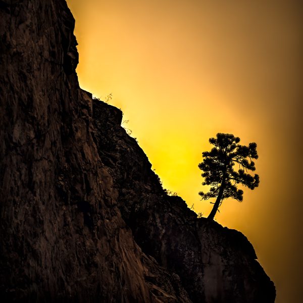 A tree living on the edge of a cliff in King's Canyon.