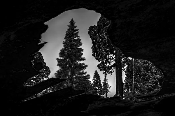 Looking through a downed sequoia tree towards a younger sequoia tree in King's Canyon - B&W