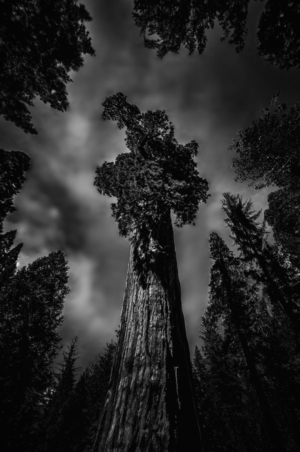 Looking up The General Grant in King's Canyon National Park