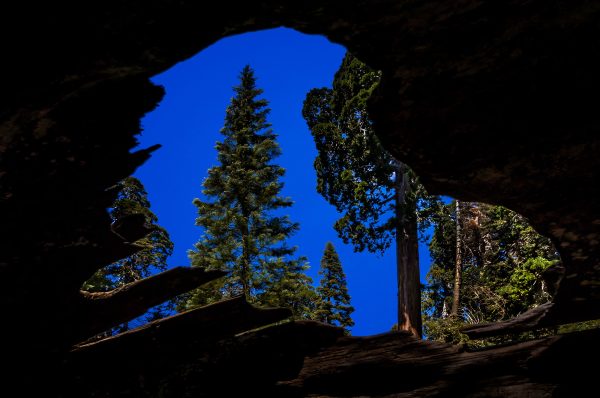 Looking through a downed sequoia tree towards a younger sequoia tree in King's Canyon - Color