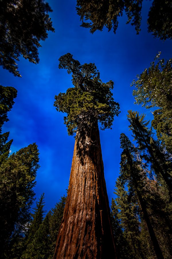 Looking up The General Grant in King's Canyon National Park