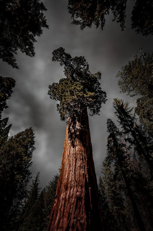 Looking up The General Grant in King's Canyon National Park