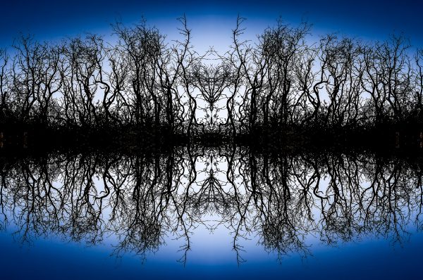 Silhouetted shrubs in collage form against a cool blue evening sky four up