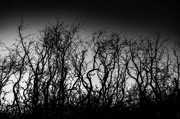 King's Canyon silhouetted shrubs against a cool clear evening sky