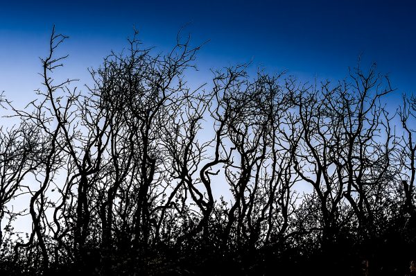 King's Canyon silhouetted shrubs against a cool blue evening sky