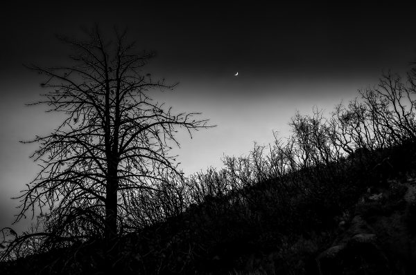 Late evening view of a bare Split Tree and shrubs with Crescent Moon