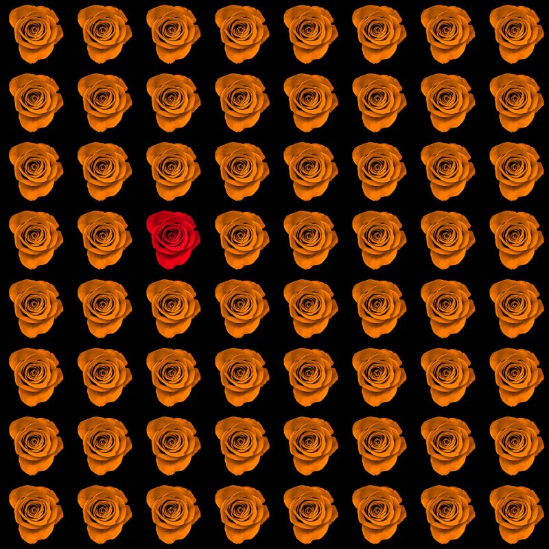 A red rose surrounded by gold roses in a black background.