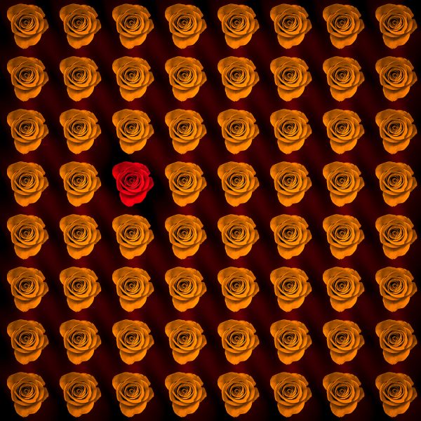 A red rose in the middle of a bunch of gold roses.