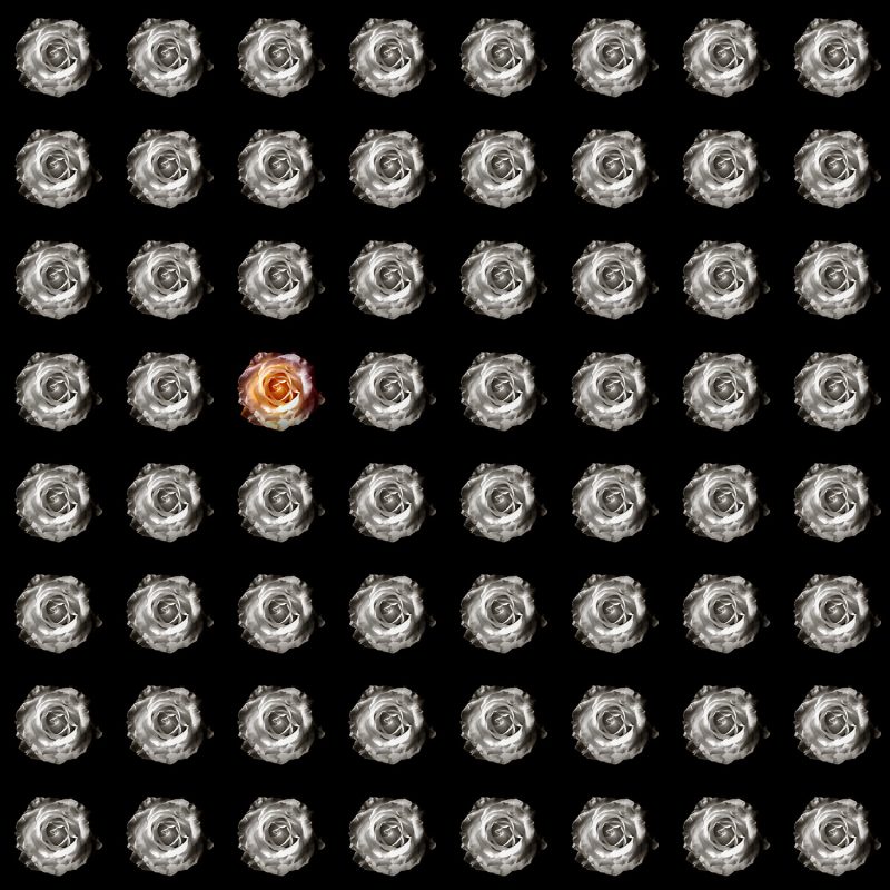 A black background montage with black and white roses with one yellow within.